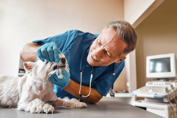 Best 24-Hour Emergency Dentist in Wyoming, IL